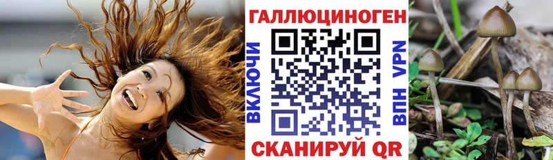 Псилоцибиновые грибы Psilocybe  Сыктывкар 